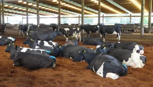 cow17