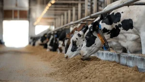 cow18