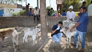 cow19