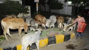 cow20