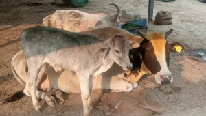cow40